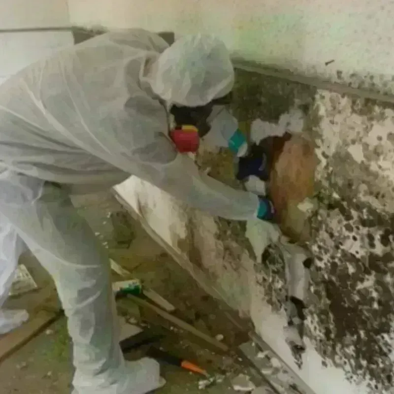 Mold Remediation and Removal in Muncy, PA